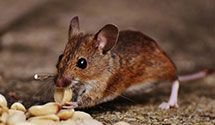 24 Hour & Emergency Exterminators in Laurel Springs, NJ